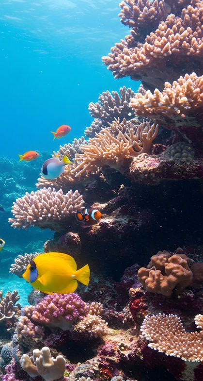 Restored Healthy Living Coral Habitat